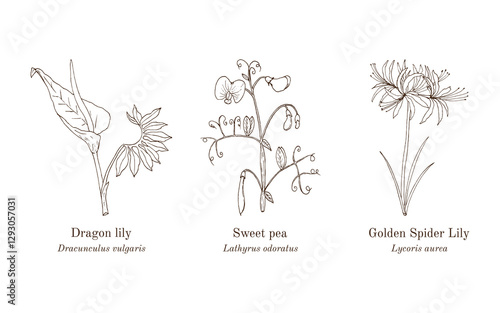 Collection of edible and medicinal plants. Hand drawn botanical vector illustration