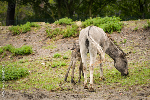 Canvas Print Donkey walking around its enclosure on safari