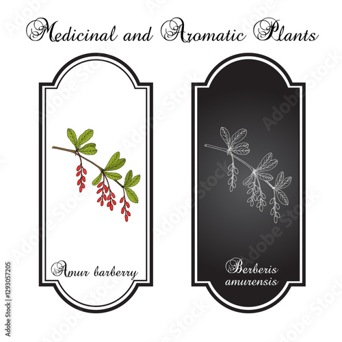 Amur barberry (Berberis amurensis), edible and medicinal plant. Hand drawn botanical vector illustration