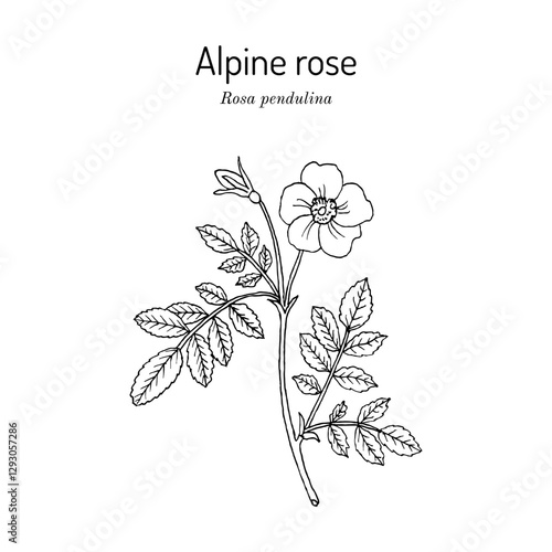 Alpine or mountain rose (Rosa pendulina), edible and medicinal plant. Hand drawn botanical vector illustration