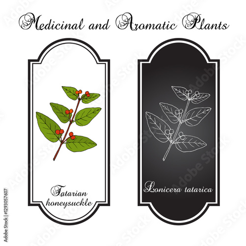 Tatarian honeysuckle (Lonicera tatarica) ornamental and honey plant. Hand drawn botanical vector illustration