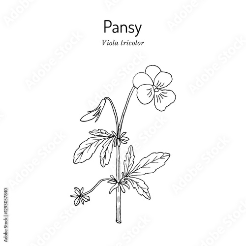 Wild pansy, or Viola tricolor, ornamental and medicinal plant. Hand drawn botanical vector illustration