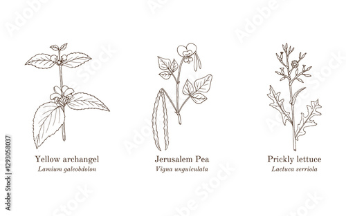 Collection of edible and medicinal plants. Hand drawn botanical vector illustration