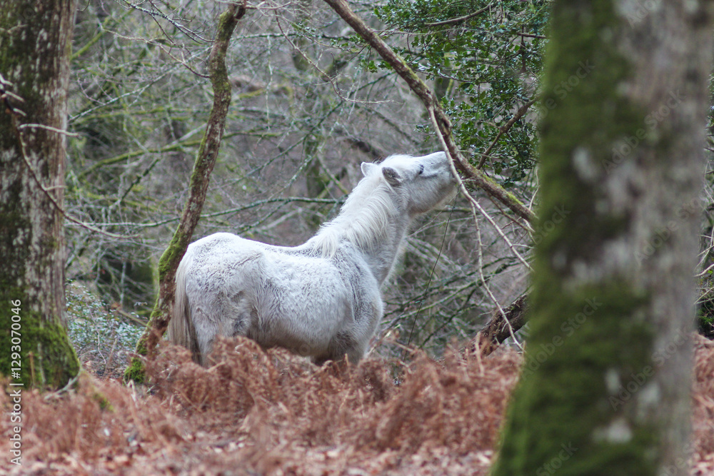 Wild & Free: Horses and Ponies of New Forest Wild & Free: Horses and Ponies of New Forest