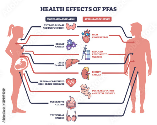 Health effects of PFAS include liver damage, thyroid disease, and cancer risks, transparent background.
