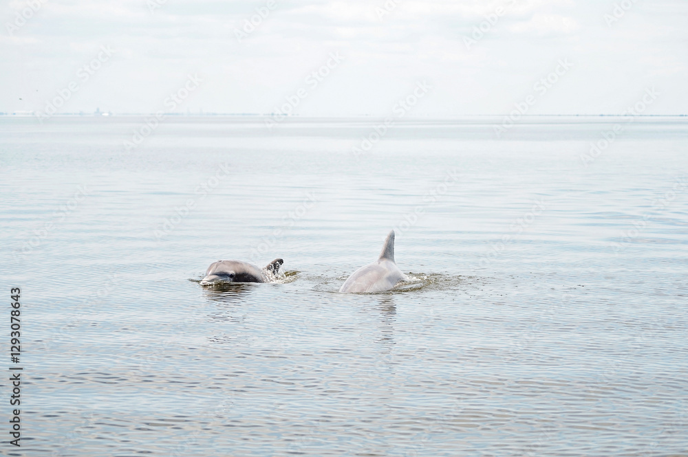Fototapeta premium Two dolphins swim and surface in calm ocean waters