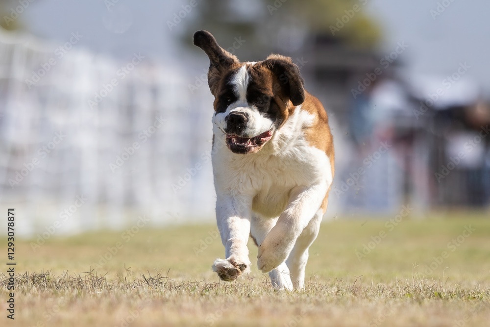 Obraz premium Saint Bernard Running Lure Course Sprint Dog Sport