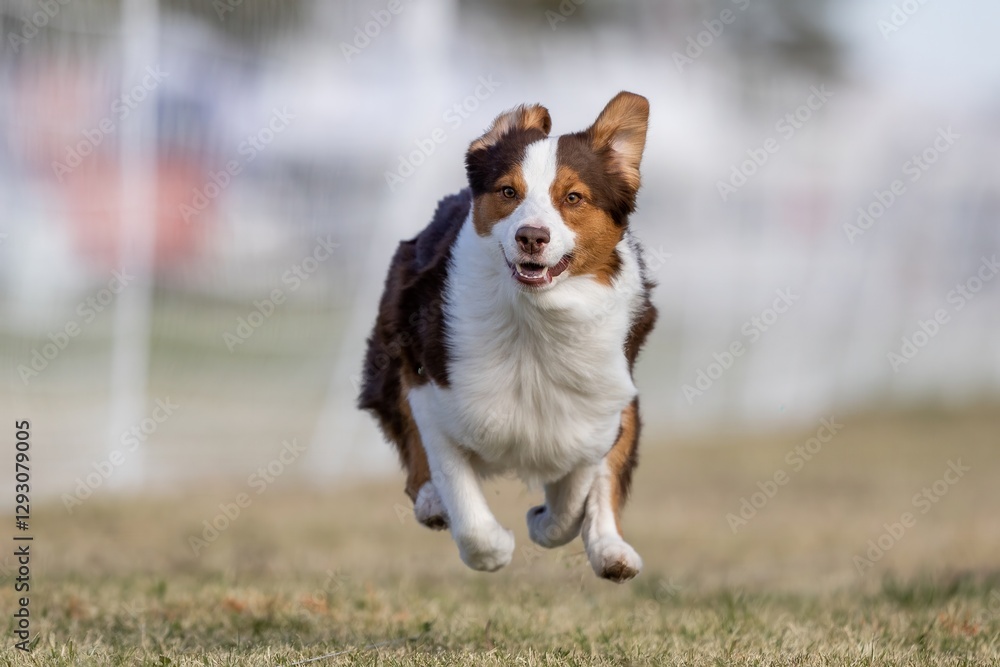 Australian Shepherd Aussie Running Lure Course Sprint Dog Sport Australian Shepherd Aussie Running Lure Course Sprint Dog Sport
