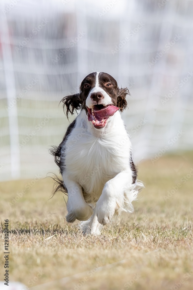 English Springer Spaniel Running Lure Course Sprint Dog Sport English Springer Spaniel Running Lure Course Sprint Dog Sport