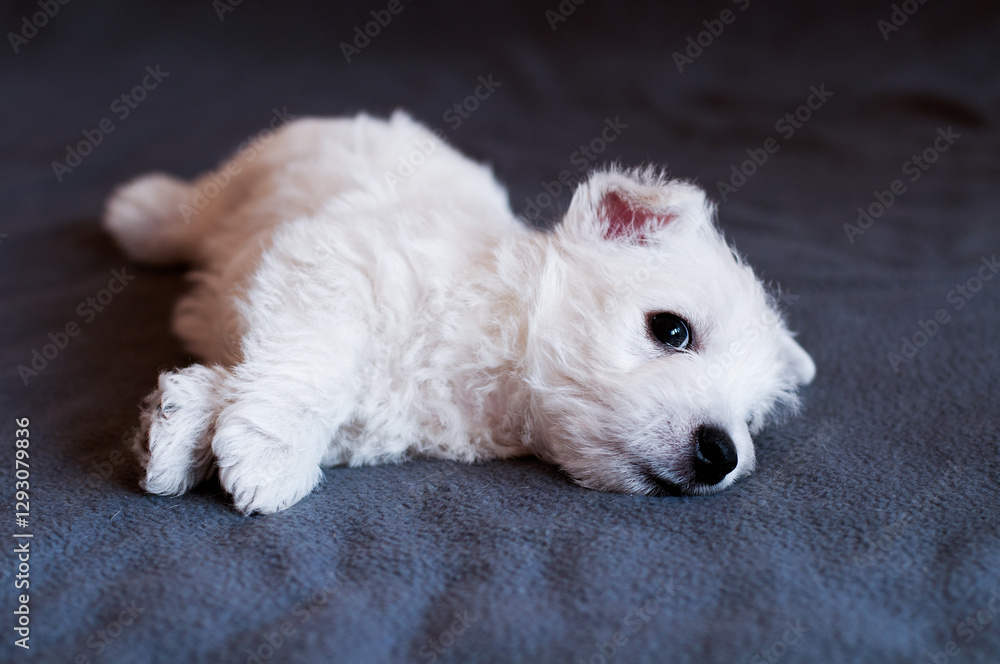 Adorable West Highland White Terrier Puppy Adorable West Highland White Terrier Puppy