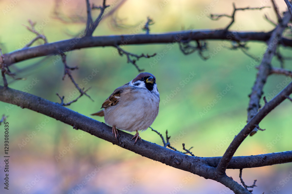 Obraz premium portrait of a sparrow on a branch (Passer montanus)