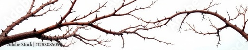 Close-up of gnarled thorny branches against white , detail, botanical, isolated object