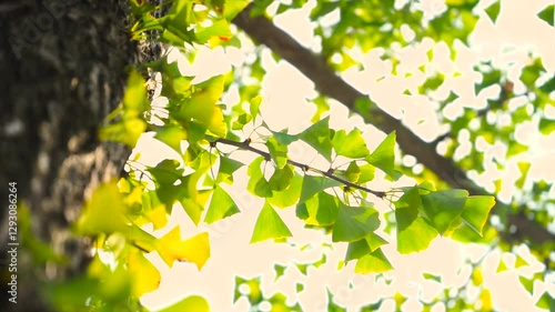 Sunlight shines through autumn ginkgo leaves