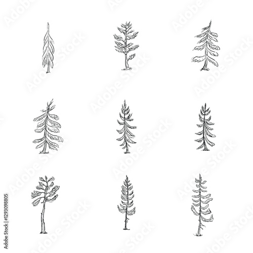 Outline sketch spruce and pine trees set, executed in both Black and White Forest colection