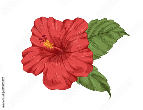 Hibiscus flower. Exotic floral blossom, bud with delicate petals, leaves. Tropical blooming plant in realistic style. Spring botanical hand-drawn vector illustration isolated on white background