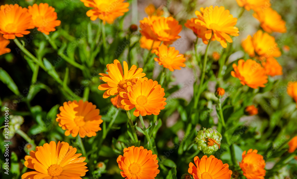 Calendula flowers on a green natural background
Calendula flowers on a green natural background