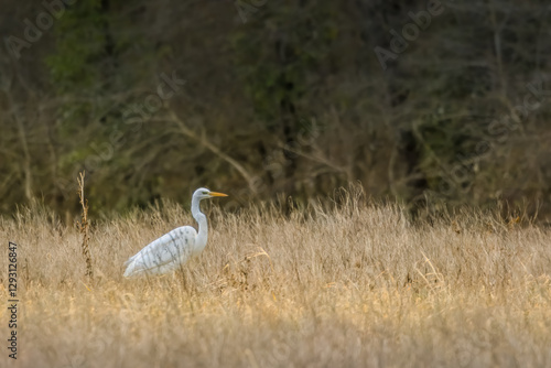 Great egret standing on a wet meadow in Bourges, France at a sunny day in spring.