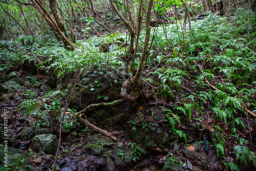奄美大島の森, ヒカゲヘゴの森、世界自然遺産の森, 自然, 