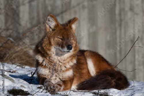 Ussuri dhole (Cuon alpinus alpinus) Indian wild dog. photo