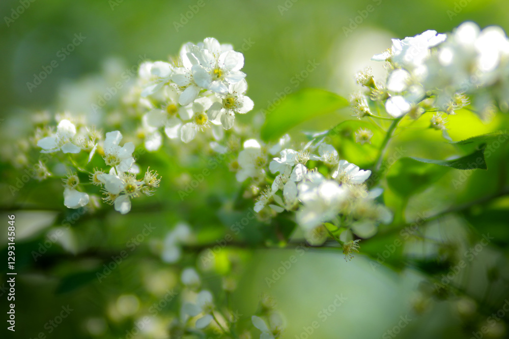 blossoming apple tree blossoming apple tree