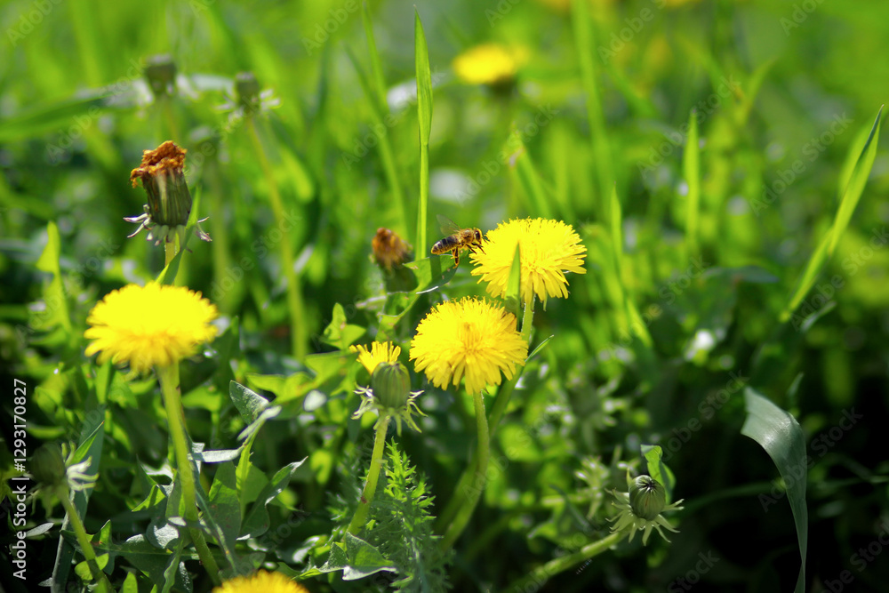 dandelions in the grass dandelions in the grass