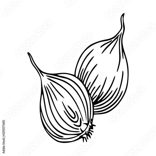 outline drawing of a fresh onion for coloring pages