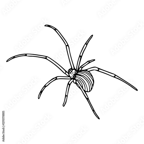outline drawing of a black spider isolated on white