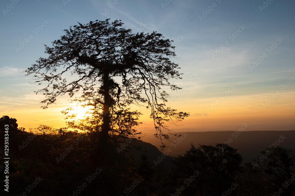 Fototapeta premium sunset with silhouette tree in the forest