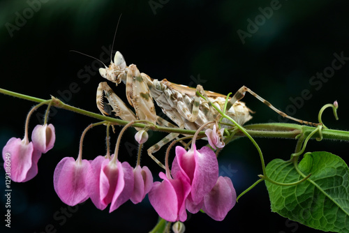 Closeup of the army mantis on the pink flower photo