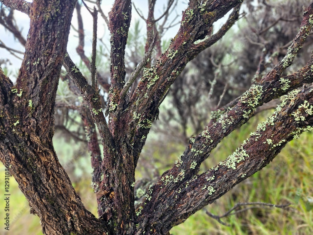 Aesthetic old tree trunk in a beautiful moss plant blanket with blurred background Aesthetic old tree trunk in a beautiful moss plant blanket with blurred background