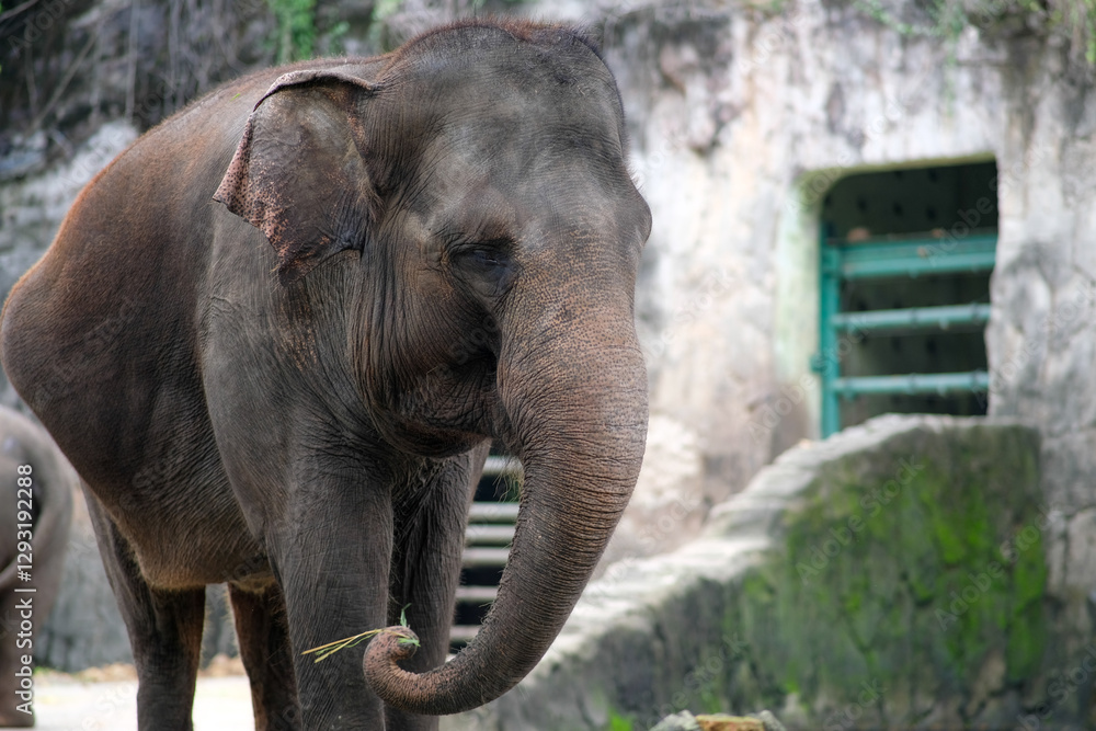 Fototapeta premium A close-up of a Sumatran elephant at the zoo, captured as it stands still and gazes ahead. The elephant's large size and textured skin are emphasized, and the background shows a rocky enclosure.