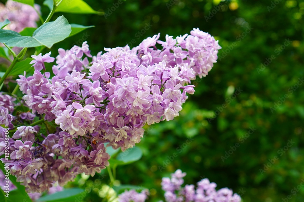 Close-up of Persian lilac inflorescence on shrub branches in ornamental plant nursery and botanical garden in spring Close-up of Persian lilac inflorescence on shrub branches in ornamental plant nursery and botanical garden in spring