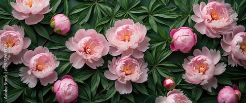 Delicate Pink Peonies Surrounded By Lush Green Leaves On A Dark Background With Space For Text Or Graphic Elements