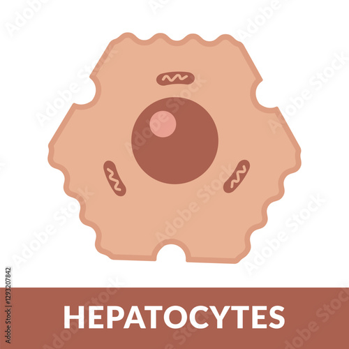 Hepatocytes Cell Design vector illustration