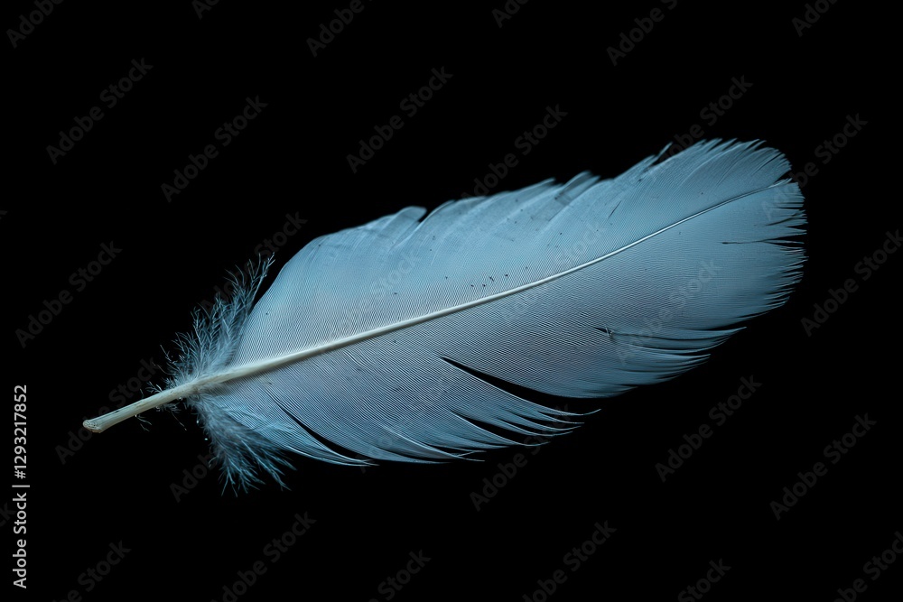 Elegant Soft White Feather Isolated on Black Background for Art Elegant Soft White Feather Isolated on Black Background for Art