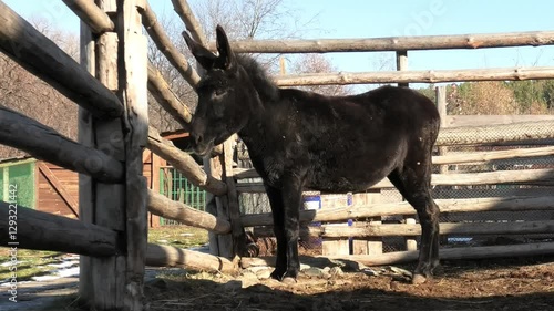 donkey standing with ears pricked up, left side, bottom view