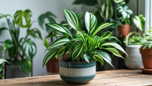 Wallpaper Mural Tradescantia nanuk indoor plant lush greenery easy care houseplant in decorative pot on wooden table with sunlight and background plants Torontodigital.ca
