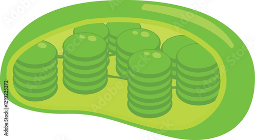 Chloroplast Flat design vector illustration