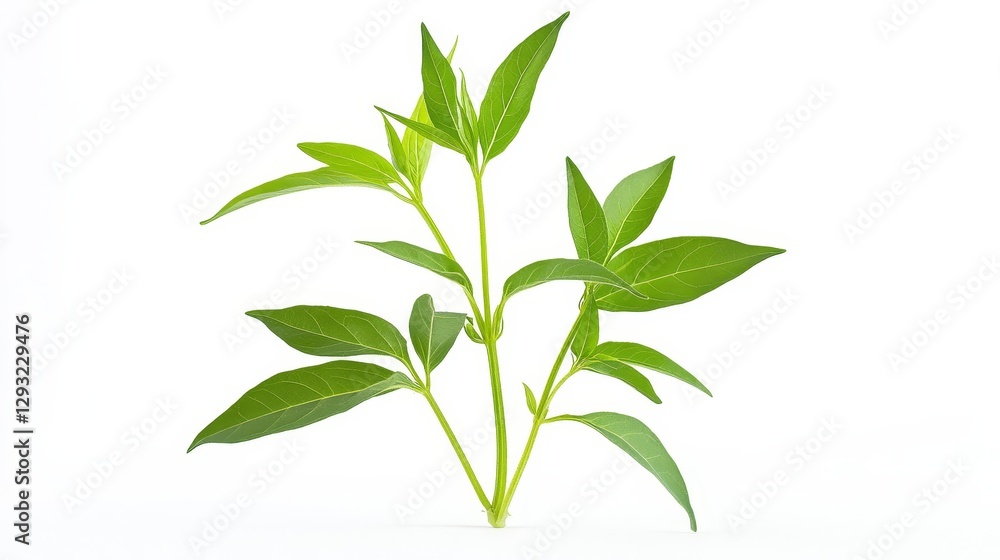 Fototapeta premium Fresh Green Plant with Vibrant Leaves on White Background