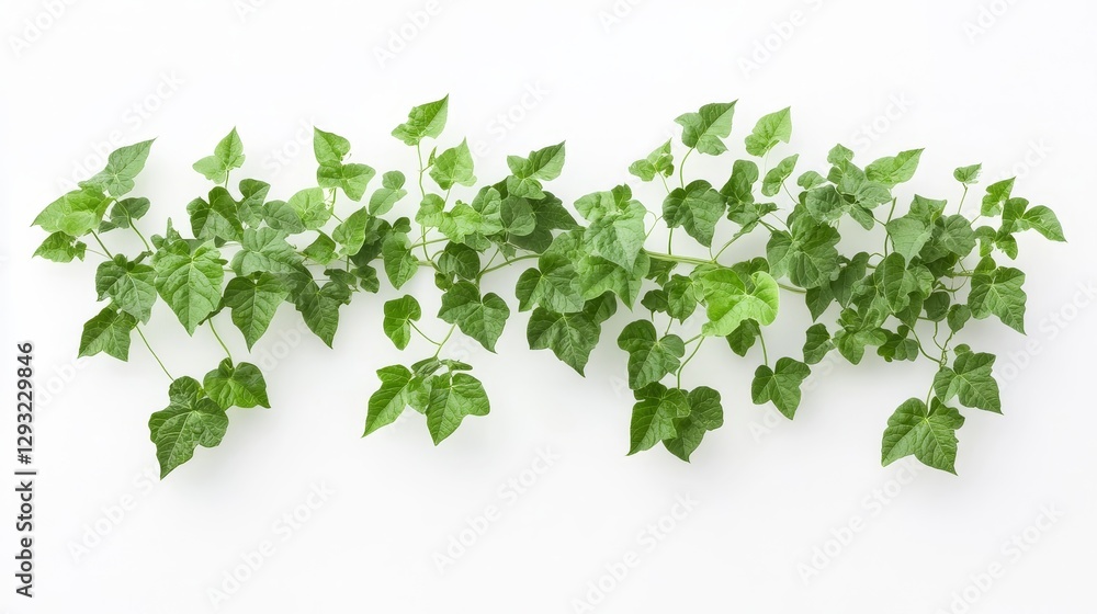 Lush Green Ivy Leaves Arranged on White Background for Decoration