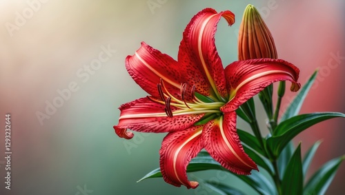 Vibrant Red Tiger Lily Blossom with Buds Surrounded by Lush Green Foliage in Soft Natural Light