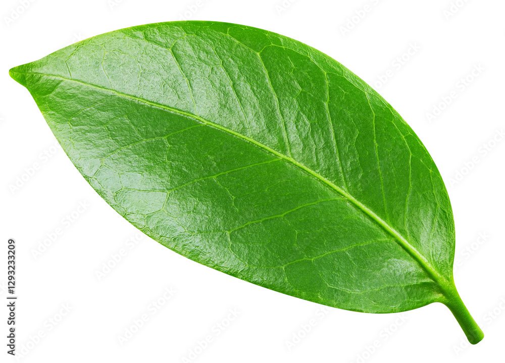 Obraz premium leaf isolated on white background