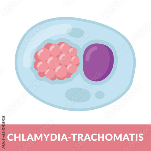 Chlamydia Trachomatis Bacteria Vector illustration