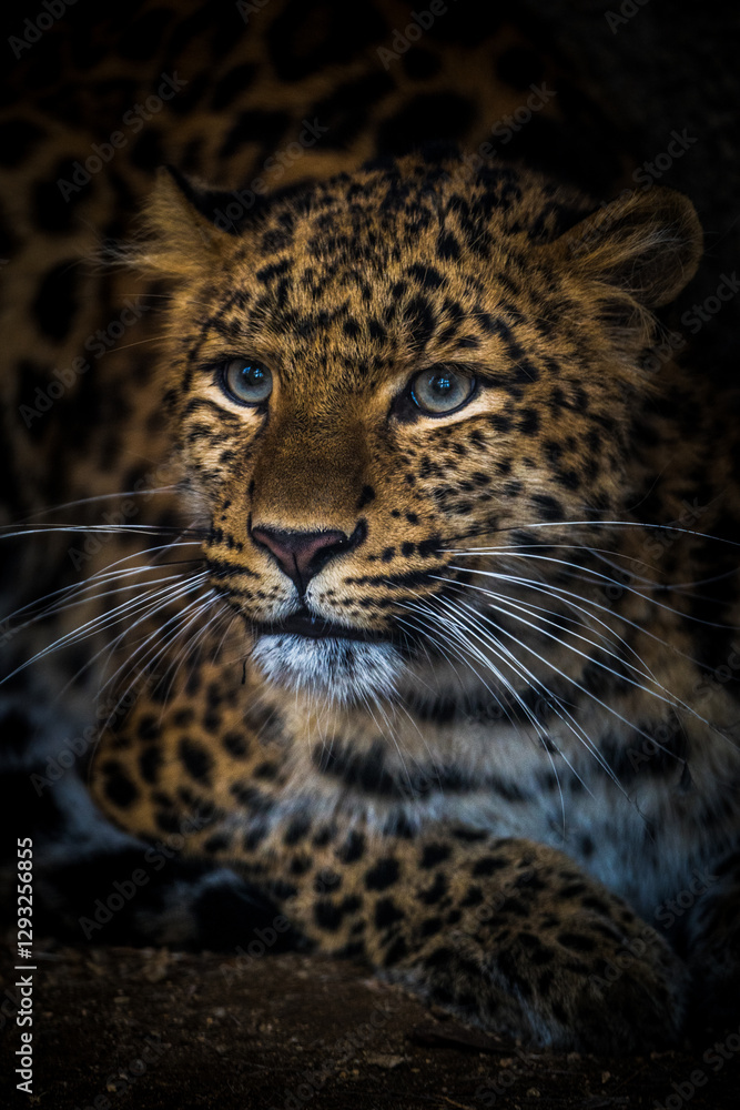 Fototapeta premium leopard chinese portrait from nature