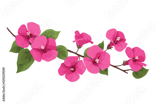 Bougainvillea flowers leaves and branches, Pink Bougainvillea flowers, Bougainvillea Flower Illustration on White Background, Flat style vector illustration