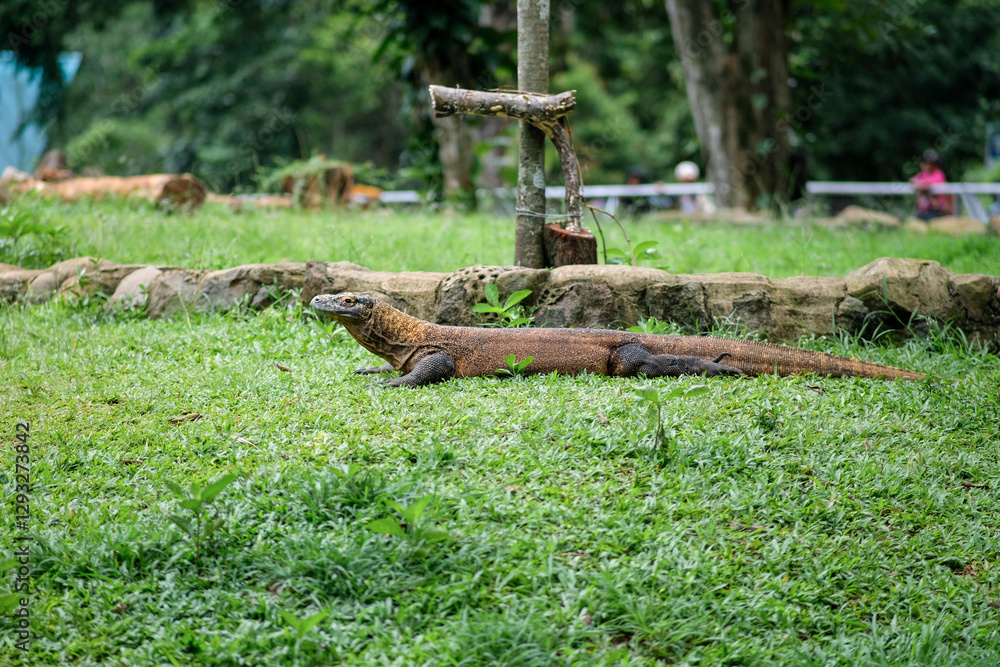 Fototapeta premium A Komodo dragon rests on the grass in its zoo enclosure, calmly basking in the environment. The lizard's long body stretches out, and the natural backdrop of greenery and stones highlights.