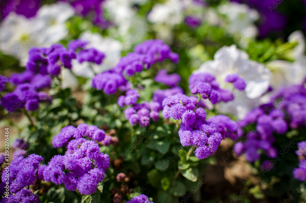 A bright juicy small flowerbed of purple Ageratum flowers. A bright juicy small flowerbed of purple Ageratum flowers.