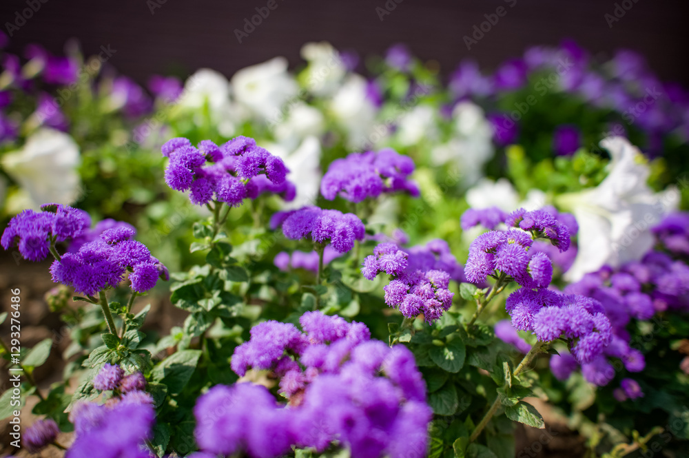 A bright juicy small flowerbed of purple Ageratum flowers. A bright juicy small flowerbed of purple Ageratum flowers.