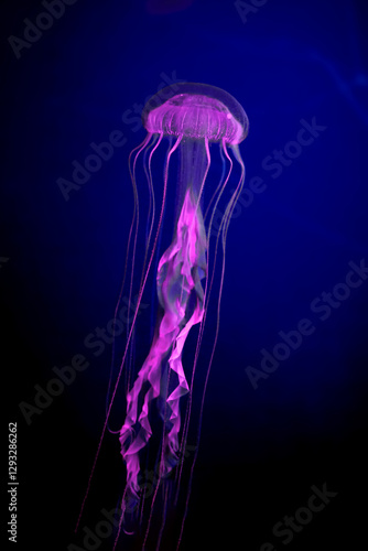 a marine animal jellyfish amacusa underwater