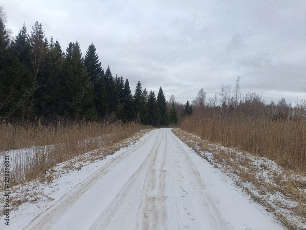Road in forest in Siauliai county during cloudy winter day. Oak and birch tree woodland. Cloudy day with white clouds in sky. Bushes are growing in woods. Sandy road. Nature. Winter season. Miskas. Road in forest in Siauliai county during cloudy winter day. Oak and birch tree woodland. Cloudy day with white clouds in sky. Bushes are growing in woods. Sandy road. Nature. Winter season. Miskas.